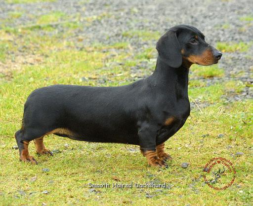 Dachshund 9B096D-10.JPG